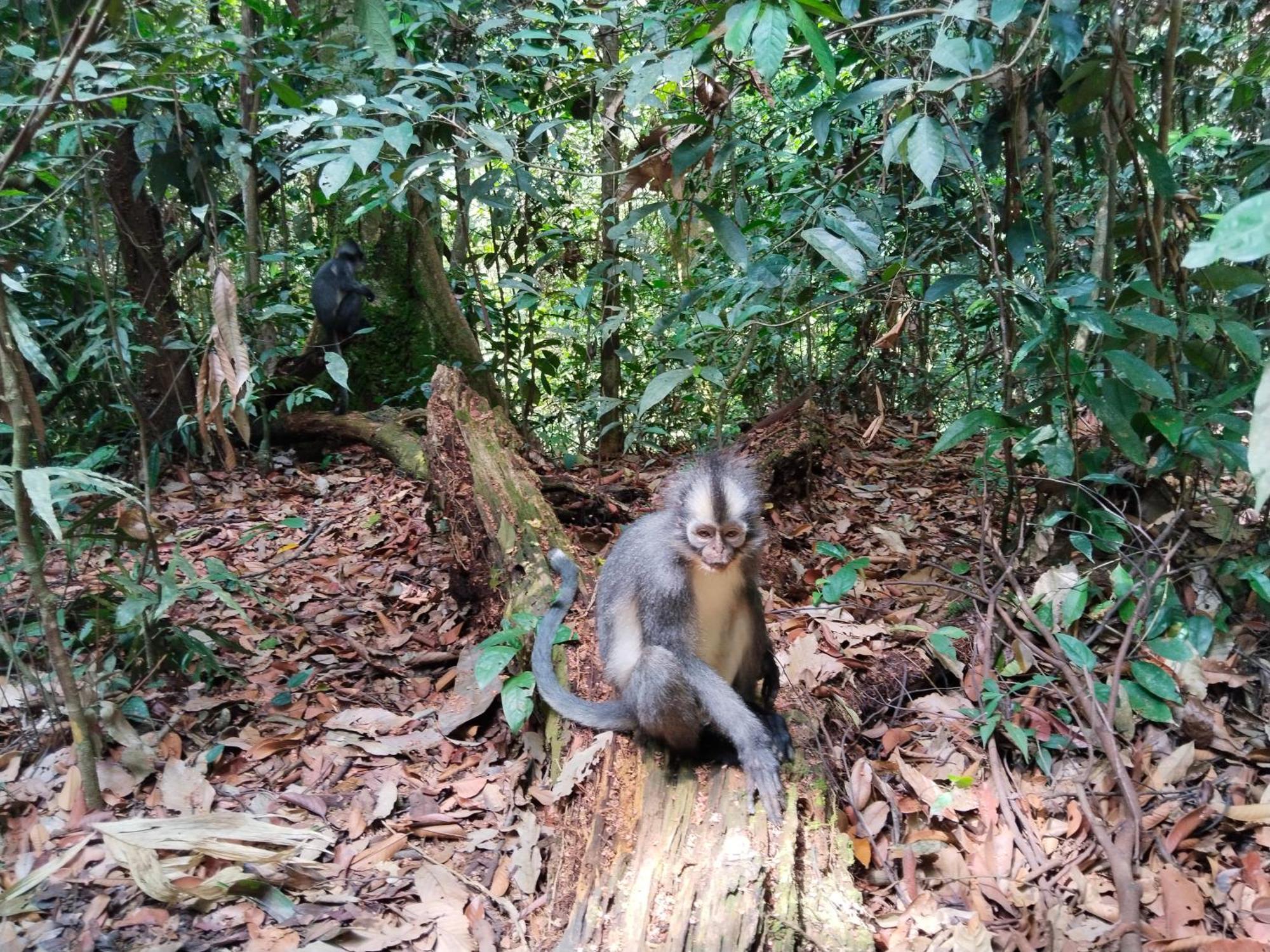 Jhony'S Backpacker-Guest House Only Stay Here Book Treking With Us Bukit Lawang Esterno foto