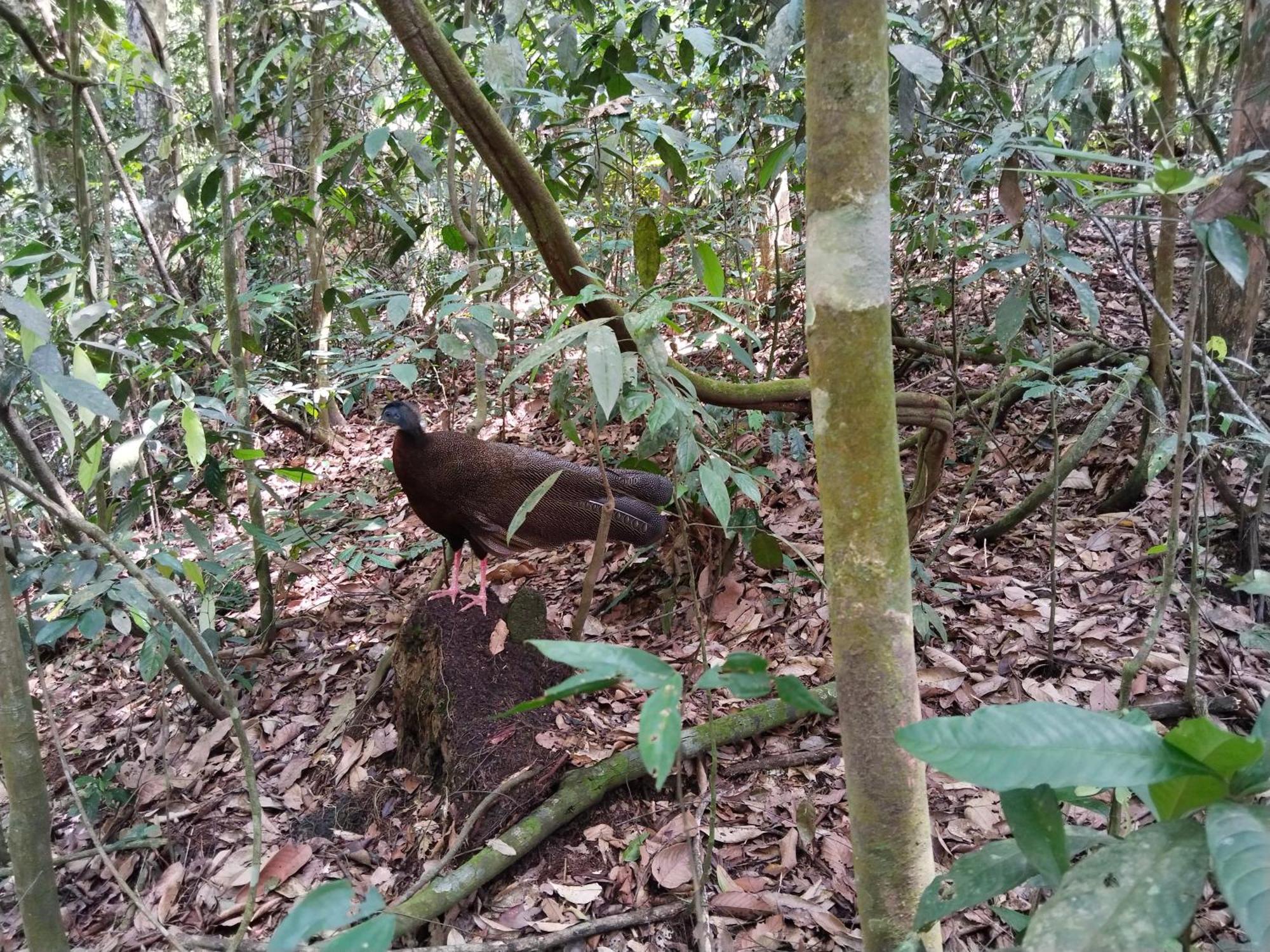 Jhony'S Backpacker-Guest House Only Stay Here Book Treking With Us Bukit Lawang Esterno foto